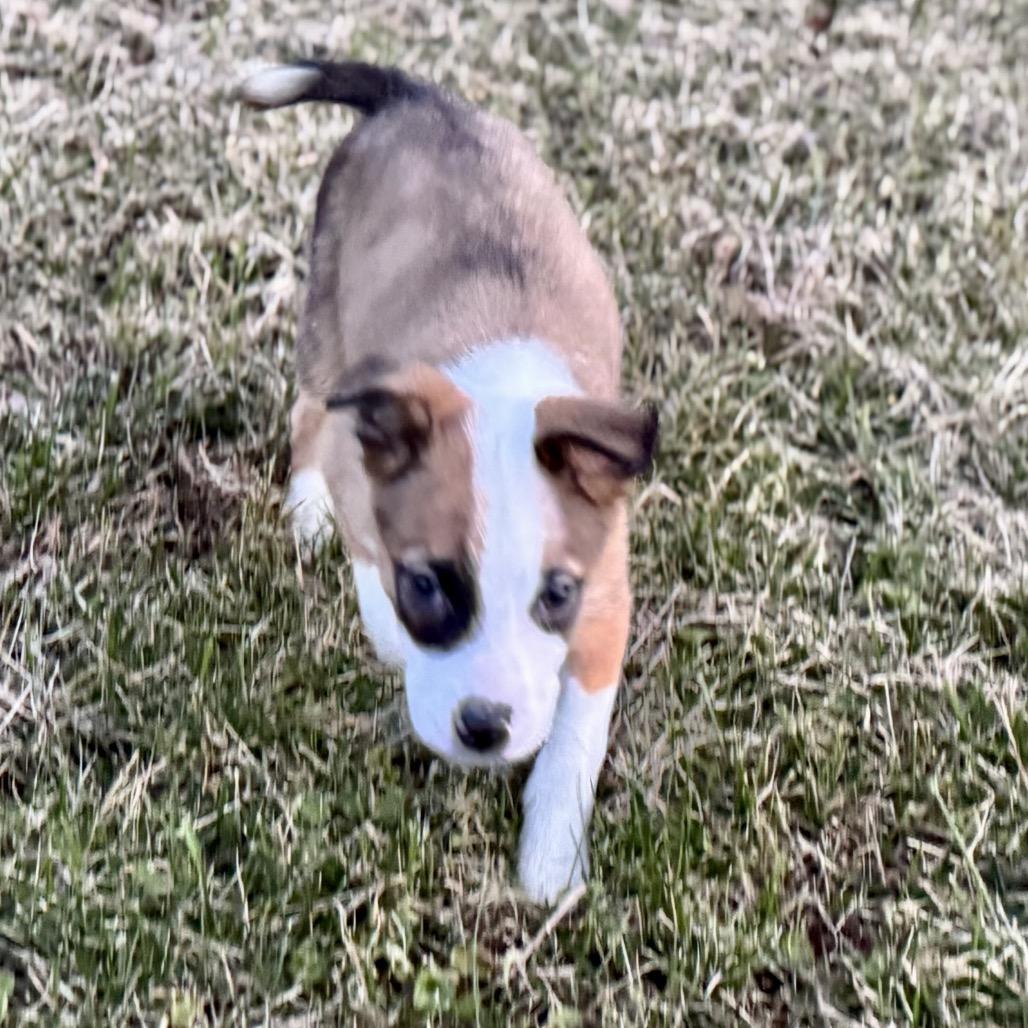 Enlarge Comet, a Adoptable mixed breed in La Grange, KY image 2/3