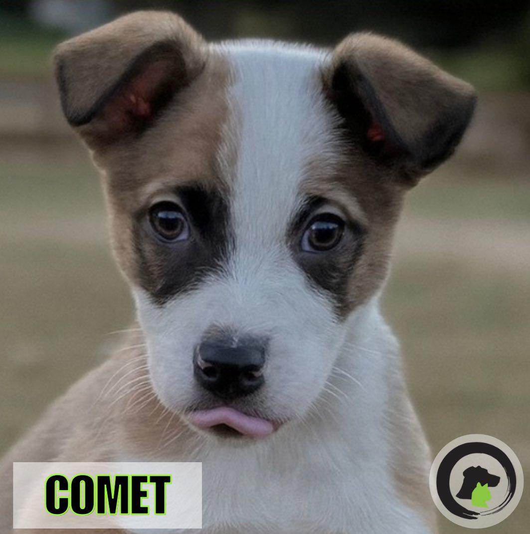 Comet, Adoptable, Puppy Male Jack Russell Terrier.