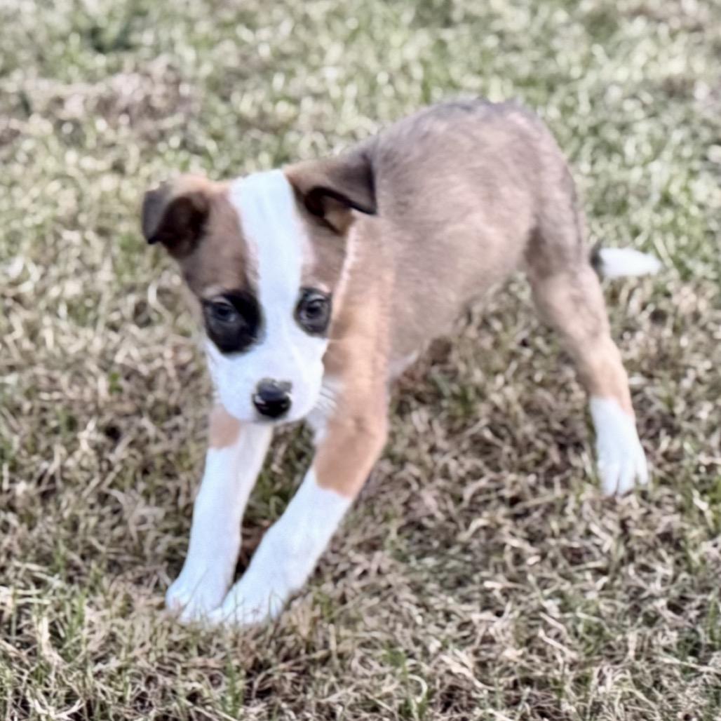 Enlarge Comet, a Adoptable mixed breed in La Grange, KY image 3/3