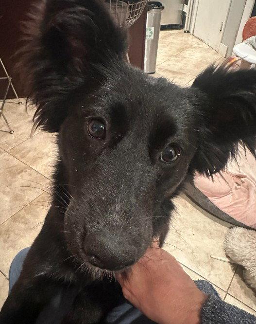 Peppermint, a Adopted mixed breed in San Diego, CA image 2/3