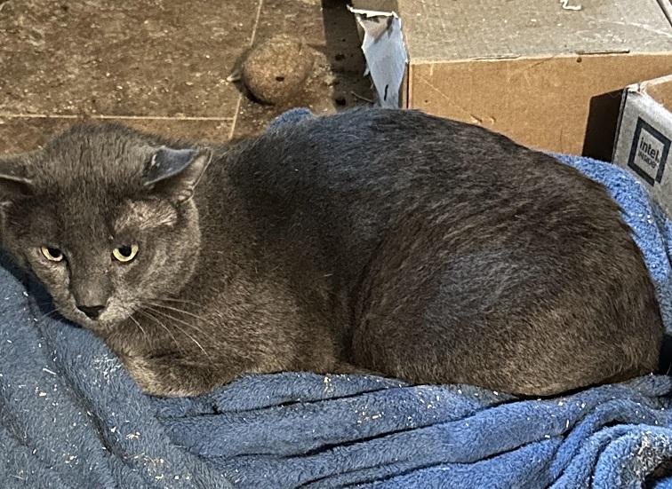 Gray, Adoptable, Young Male American Shorthair.