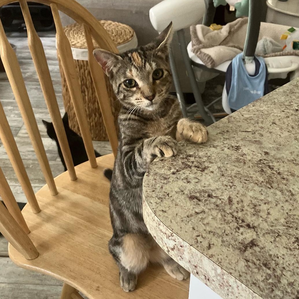 Clementine — thumbnail 3