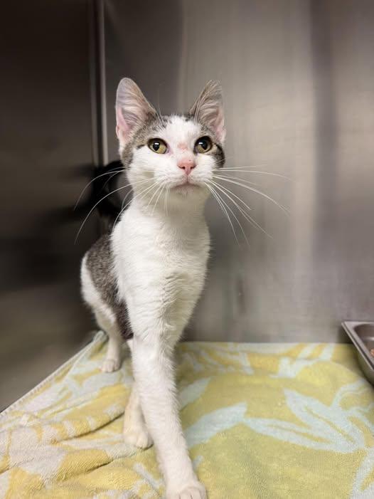 Rosemary - At Petsense, ADOPTABLE, Adult Female Domestic Short Hair.