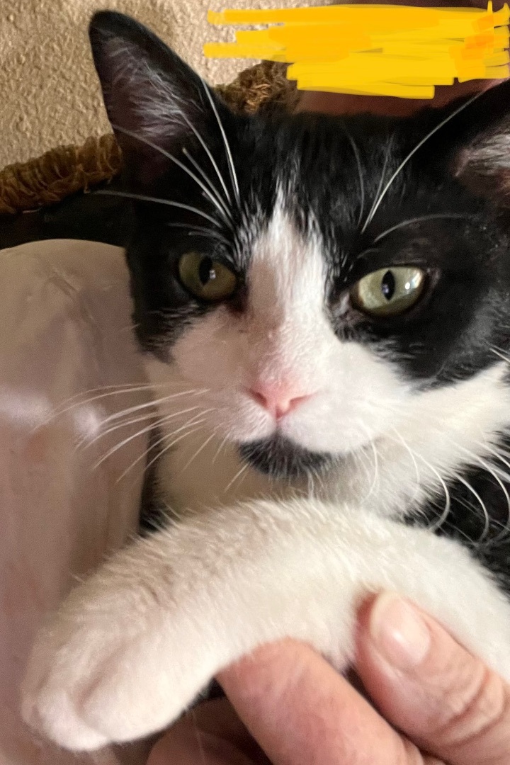 Enlarge Soda Cracker, a Adoptable mixed breed in Moreno Valley, CA image 6/6