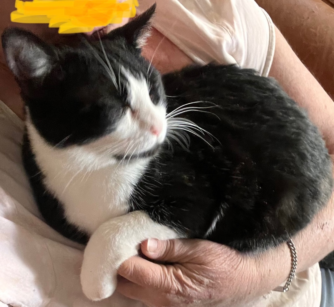 Enlarge Soda Cracker, a Adoptable mixed breed in Moreno Valley, CA image 5/6