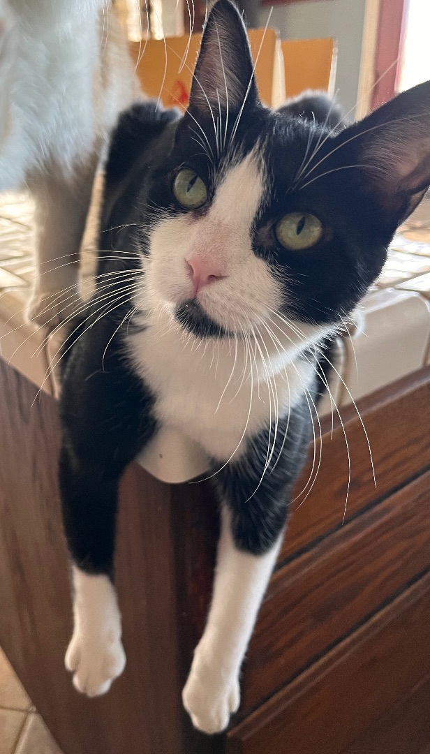 Enlarge Soda Cracker, a Adoptable mixed breed in Moreno Valley, CA image 2/6