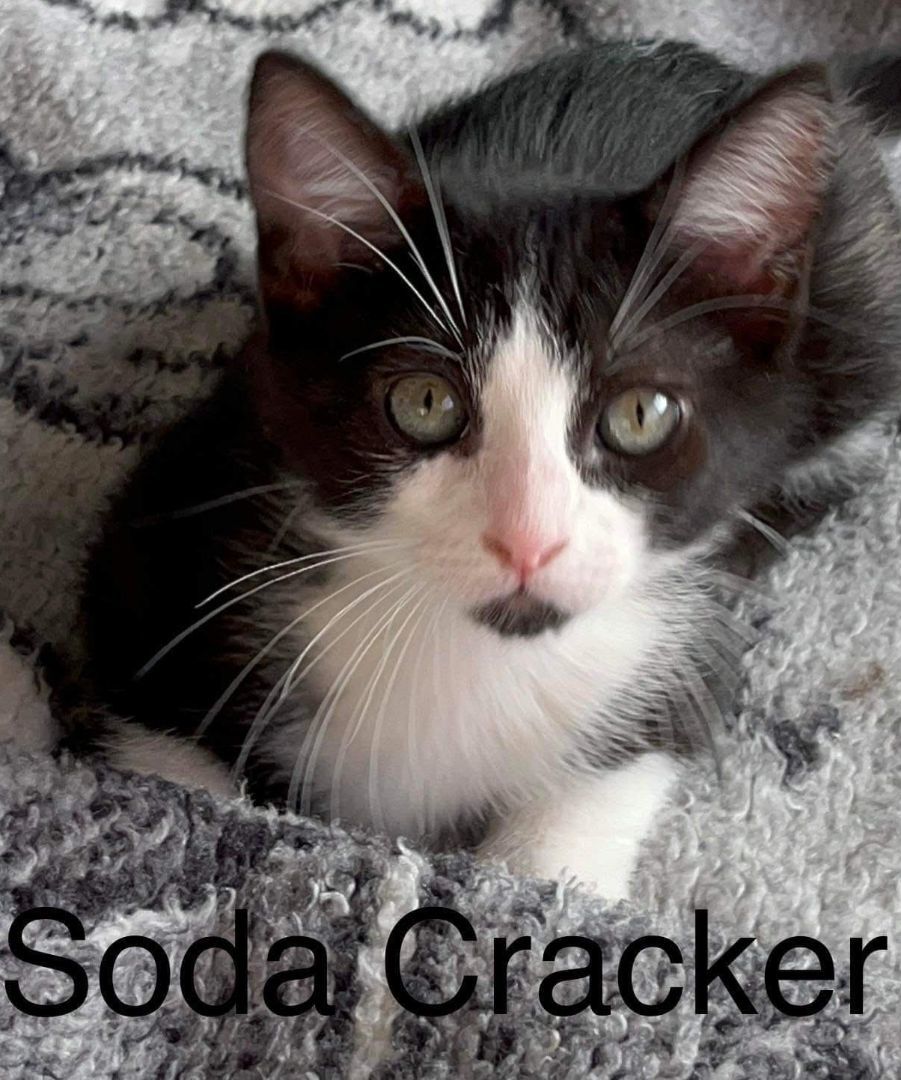 Enlarge Soda Cracker, a Adoptable mixed breed in Moreno Valley, CA image 1/6