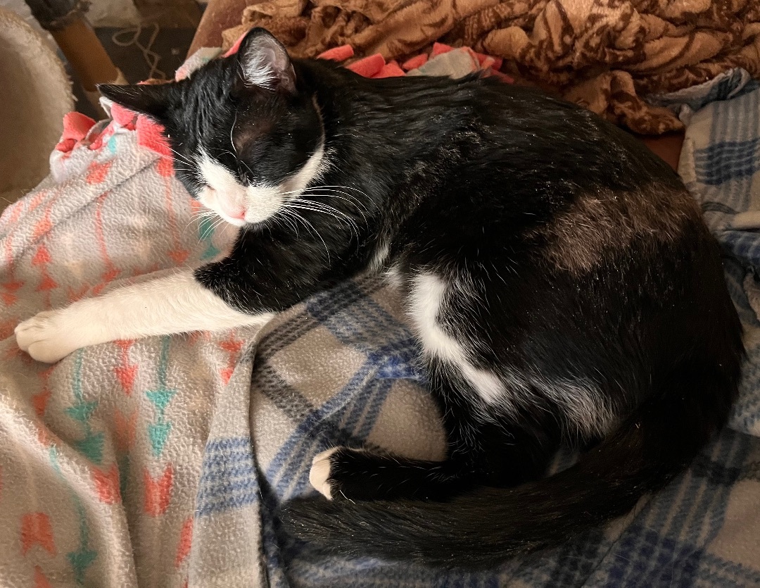 Enlarge Soda Cracker, a Adoptable mixed breed in Moreno Valley, CA image 4/6