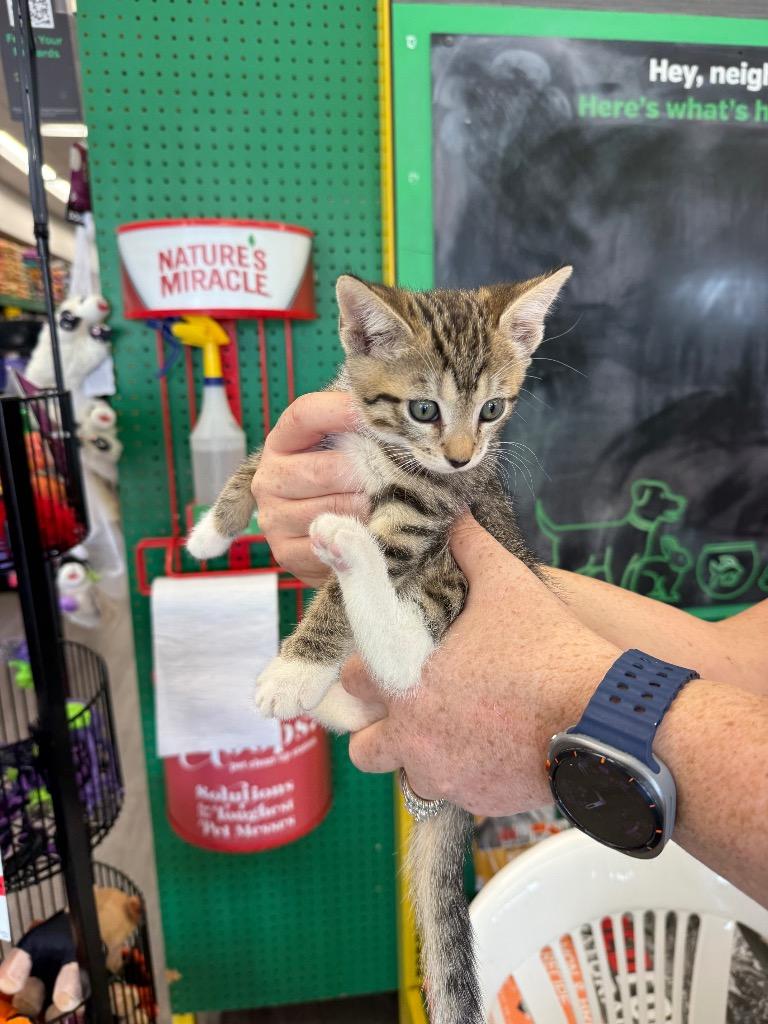 Jade, Adoptable, Kitten Female Domestic Short Hair.