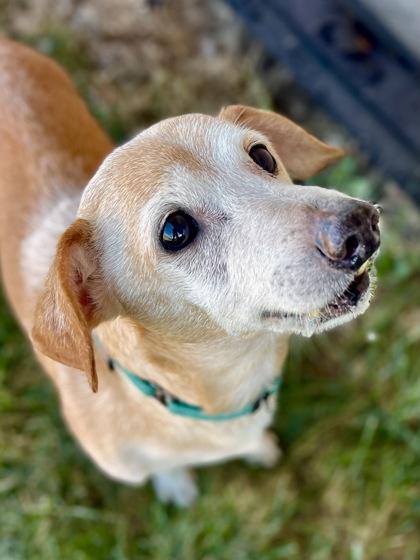 Jerry, Adoptable, Senior Male Mixed Breed & Mixed Breed.