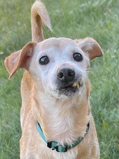 Enlarge Jerry, a Adoptable mixed breed in Traverse City, MI image 2/3