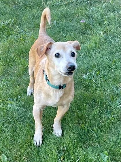 Enlarge Jerry, a Adoptable mixed breed in Traverse City, MI image 3/3
