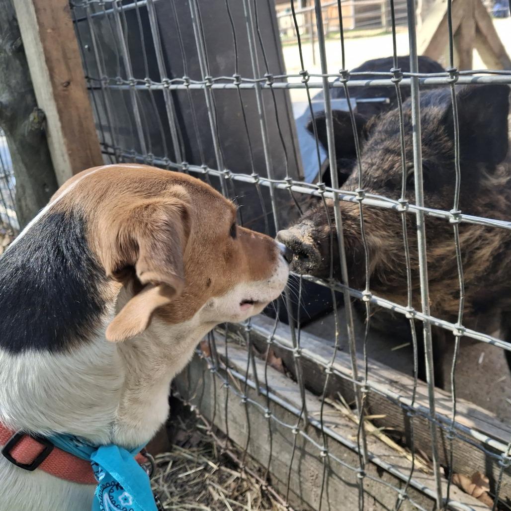 Charley, Adoptable, Young Female Hound & Mixed Breed.