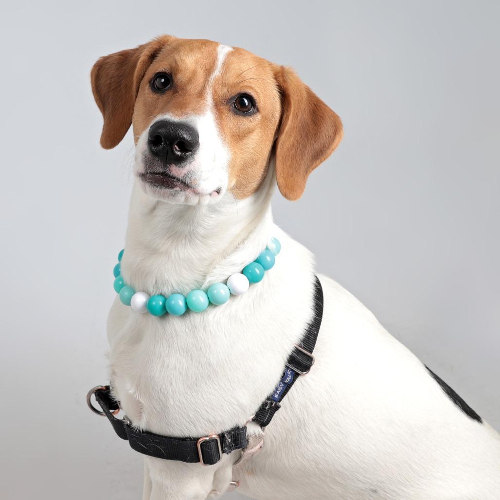 Enlarge Charley, a Adoptable mixed breed in Murray, UT image 2/6