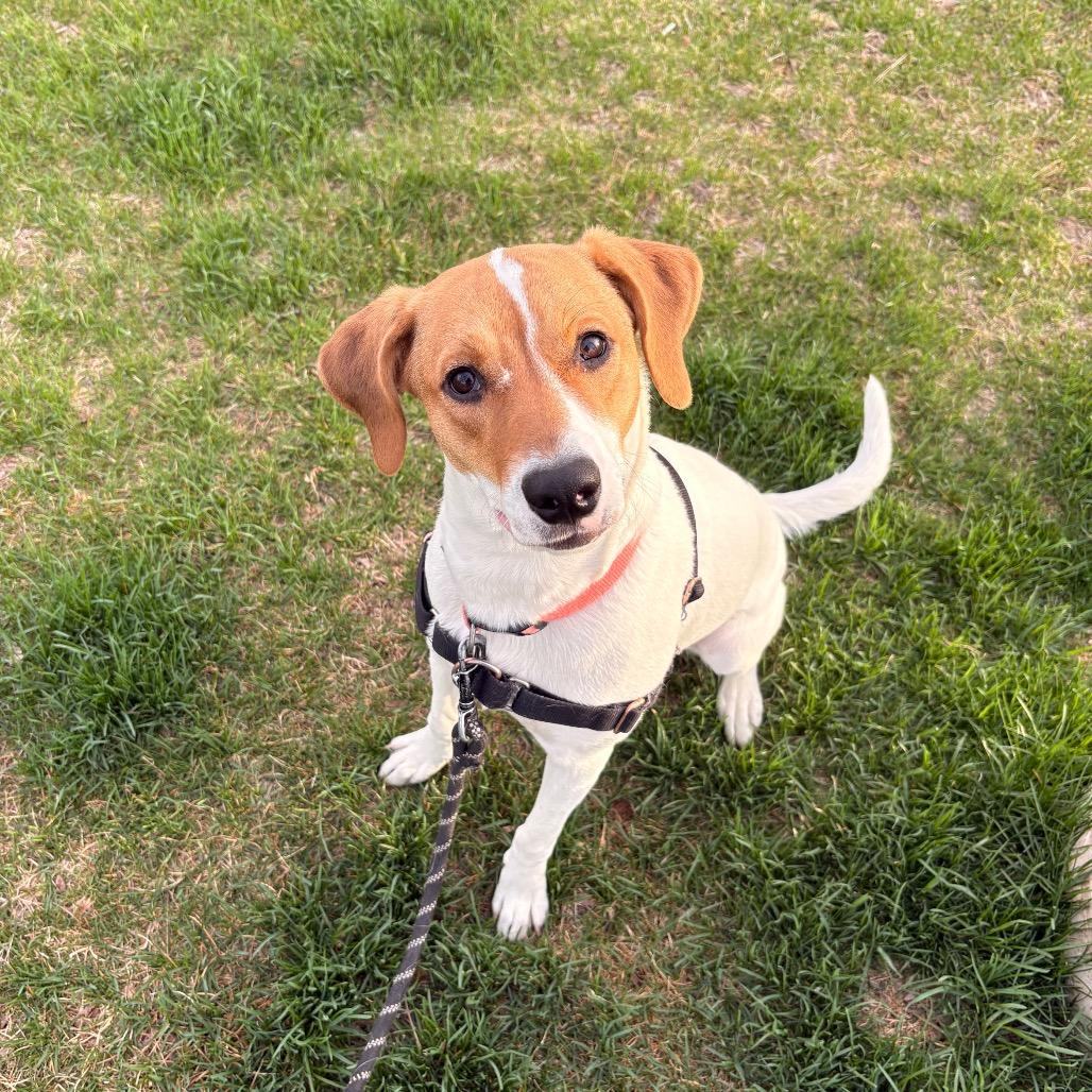 Enlarge Charley, a Adoptable mixed breed in Murray, UT image 3/6