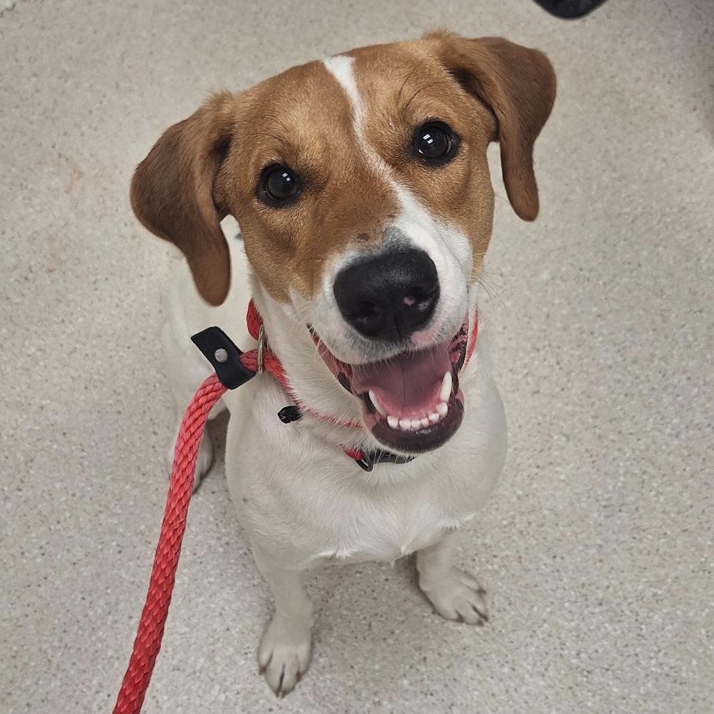 Enlarge Charley, a Adoptable mixed breed in Murray, UT image 4/6