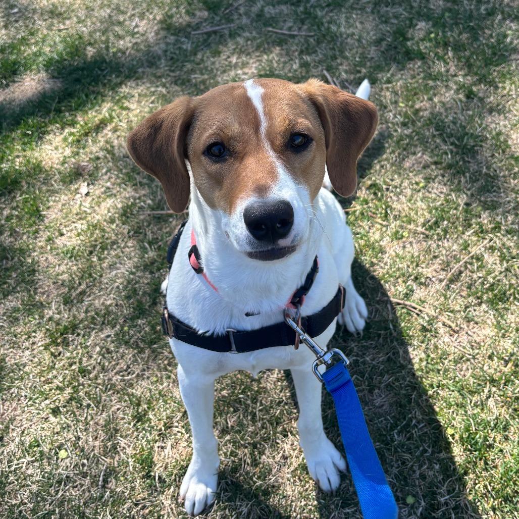 Enlarge Charley, a Adoptable mixed breed in Murray, UT image 5/6