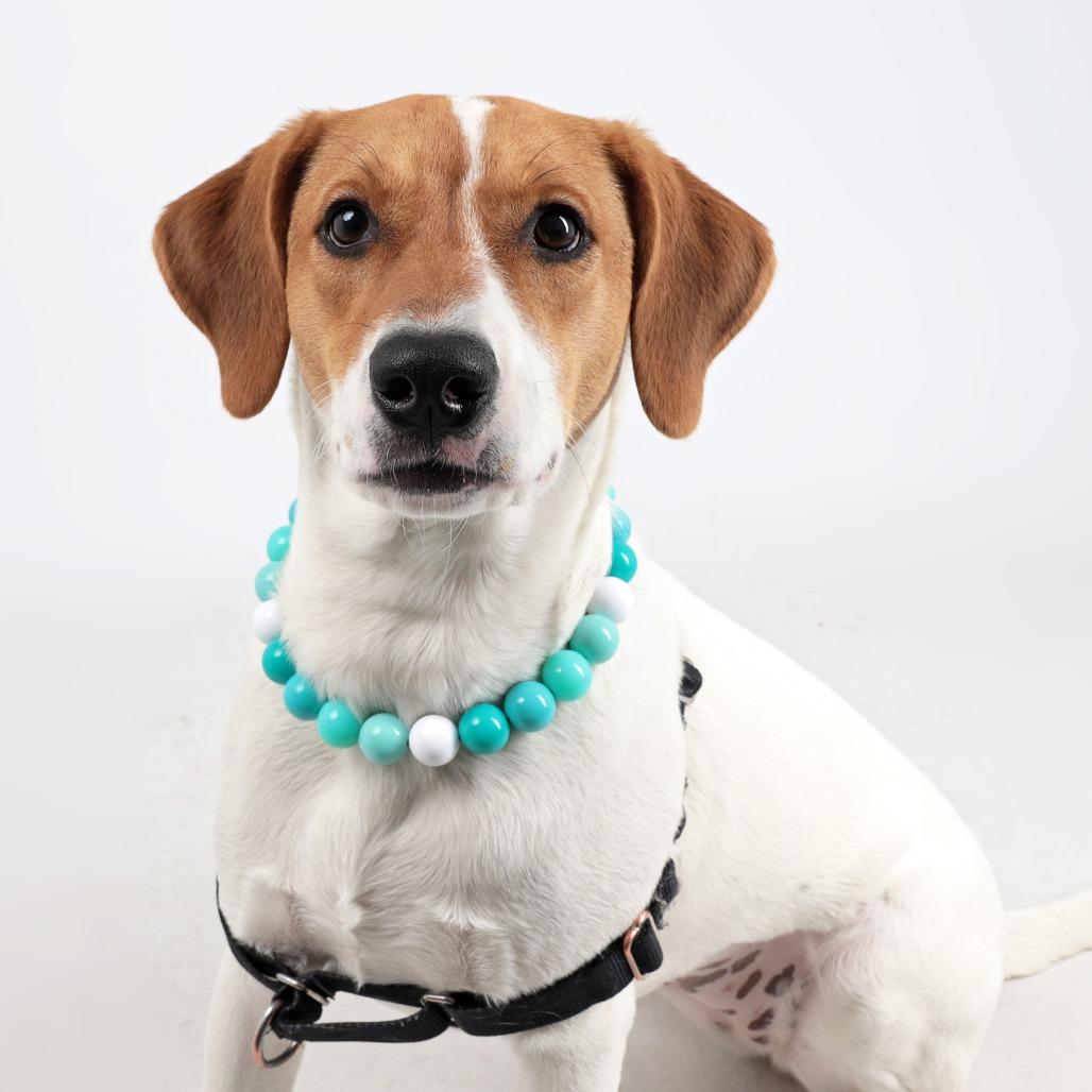 Enlarge Charley, a Adoptable mixed breed in Murray, UT image 6/6