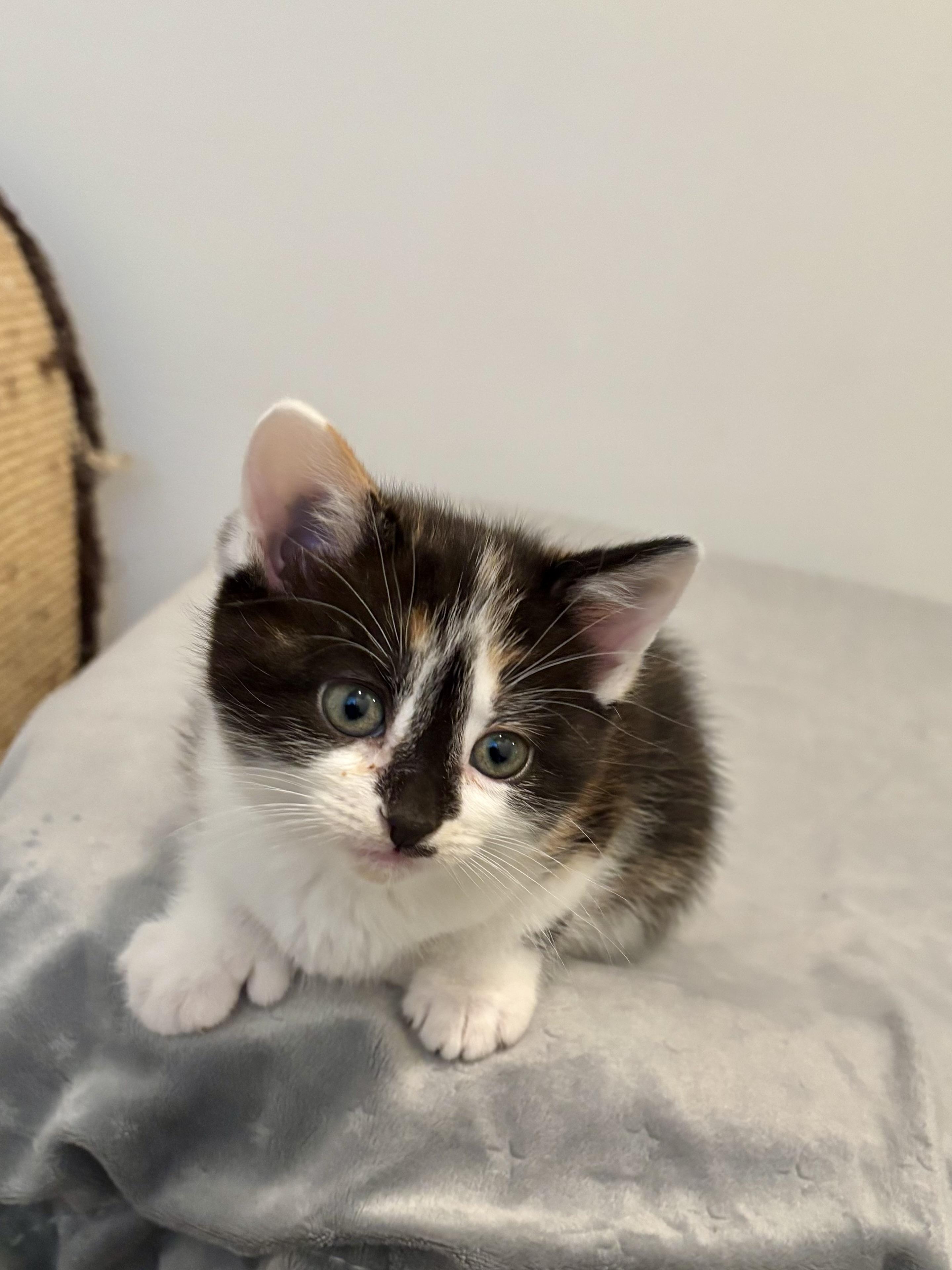 Jan, ADOPTABLE, Kitten Female Domestic Short Hair.