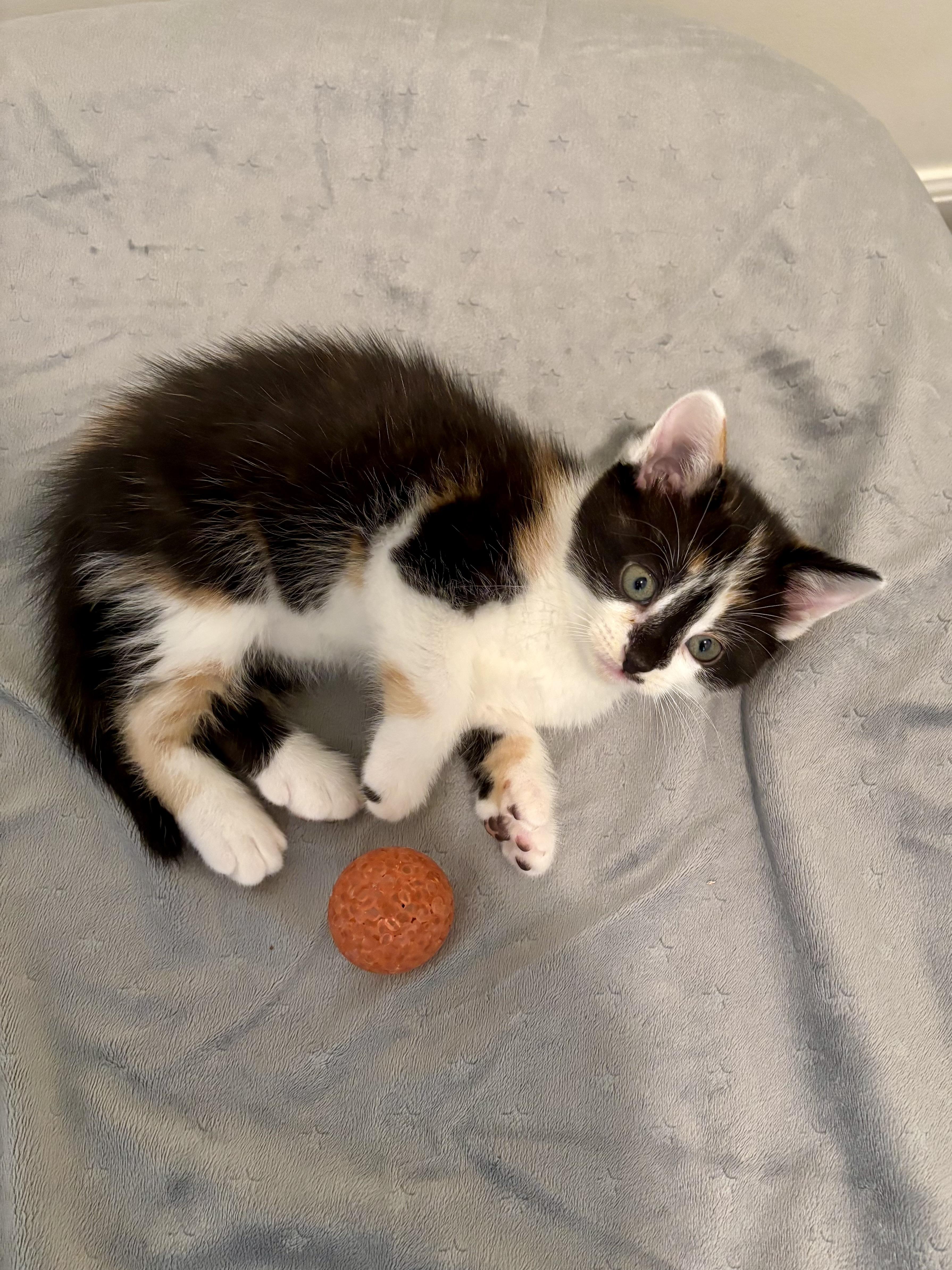 Jan, a ADOPTABLE Domestic Short Hair in Ottawa, ON image 2/6