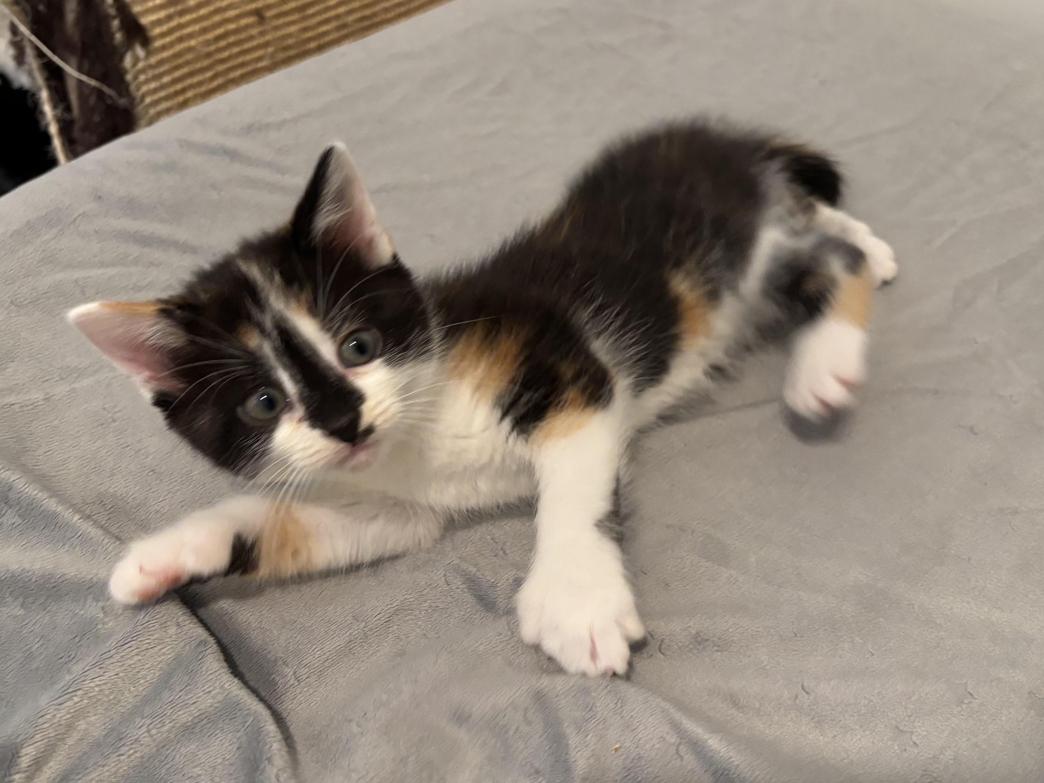 Jan, a ADOPTABLE Domestic Short Hair in Ottawa, ON image 3/6