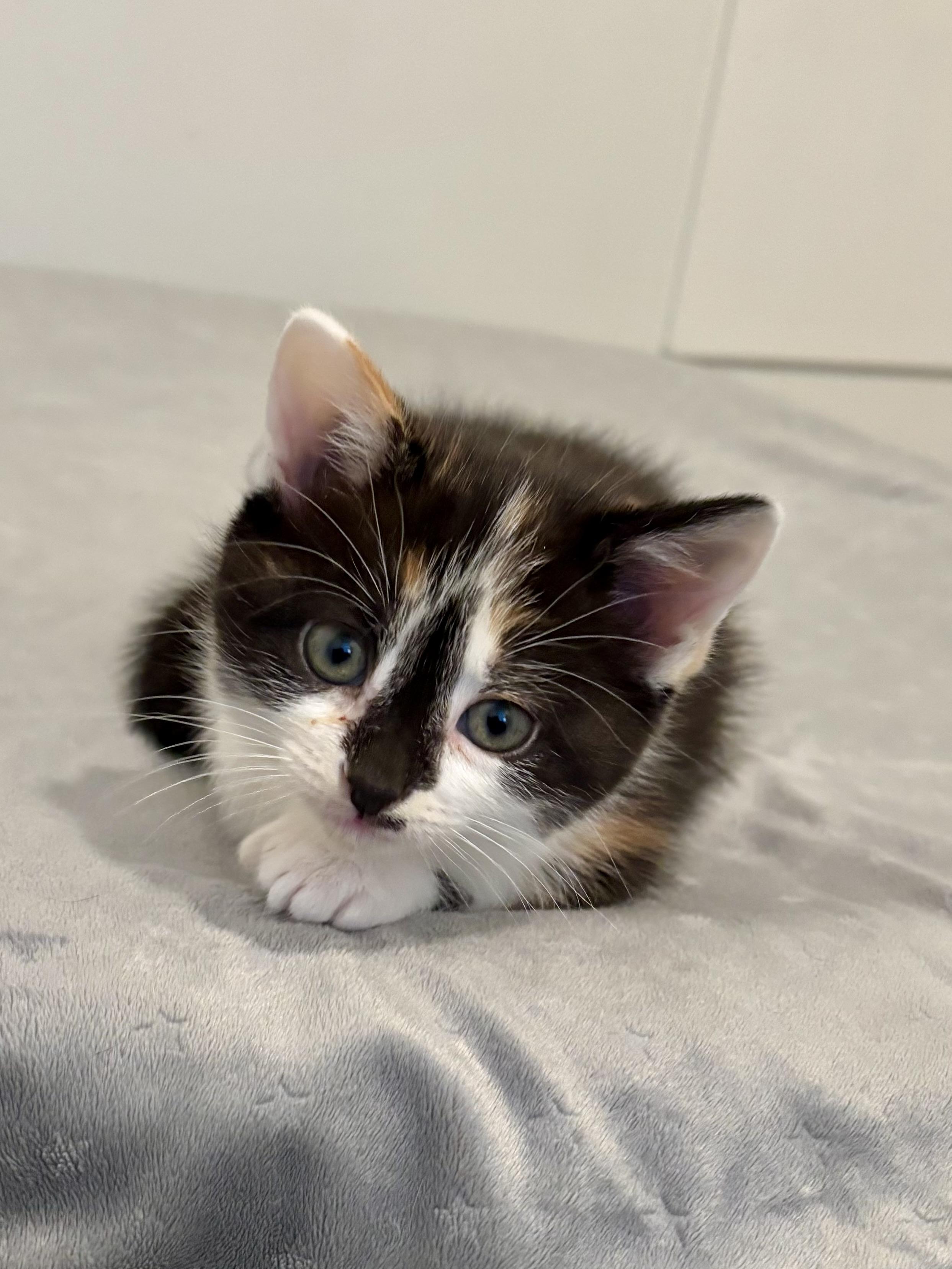 Jan, a ADOPTABLE Domestic Short Hair in Ottawa, ON image 4/6