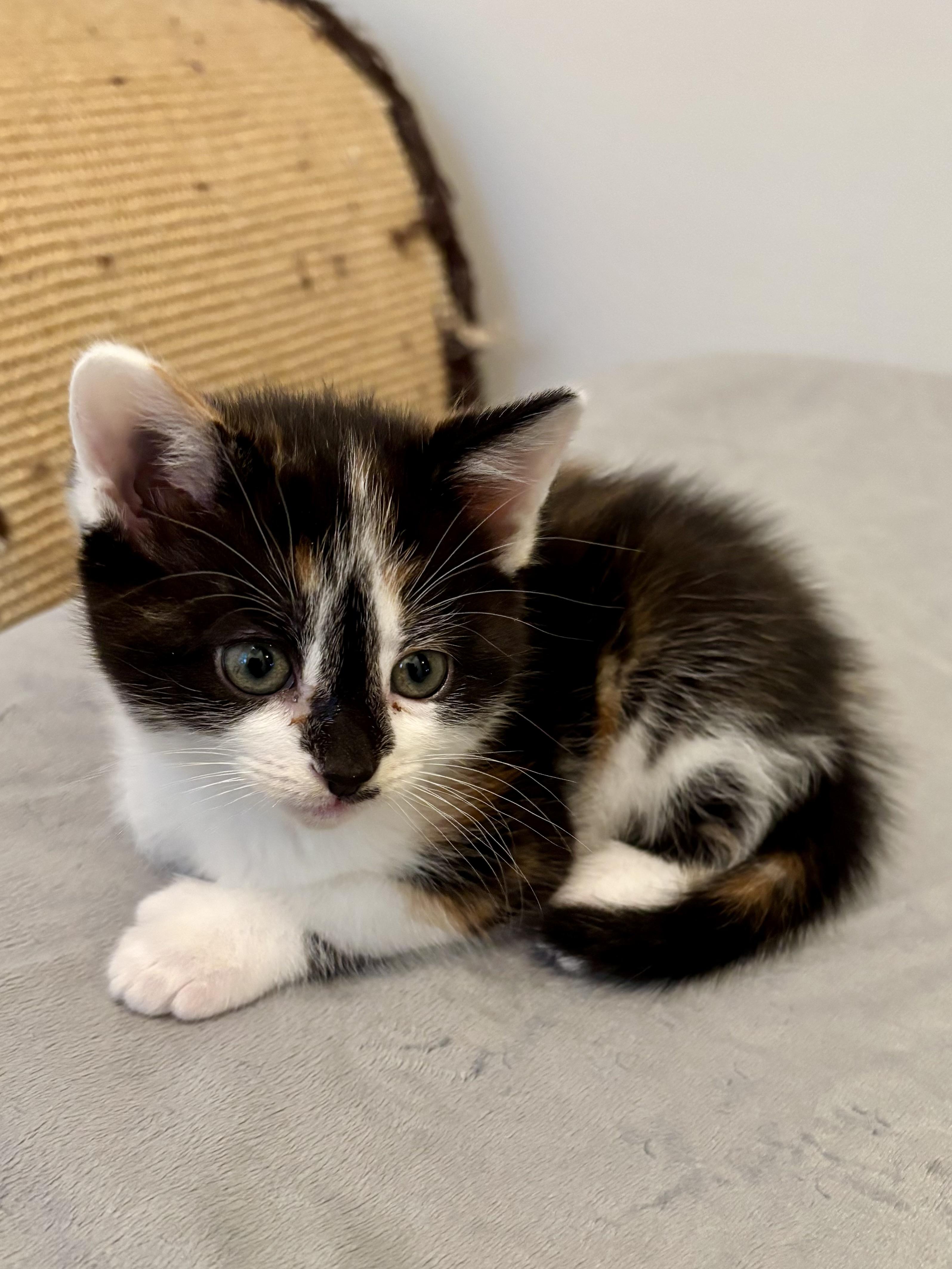 Jan, a ADOPTABLE Domestic Short Hair in Ottawa, ON image 5/6