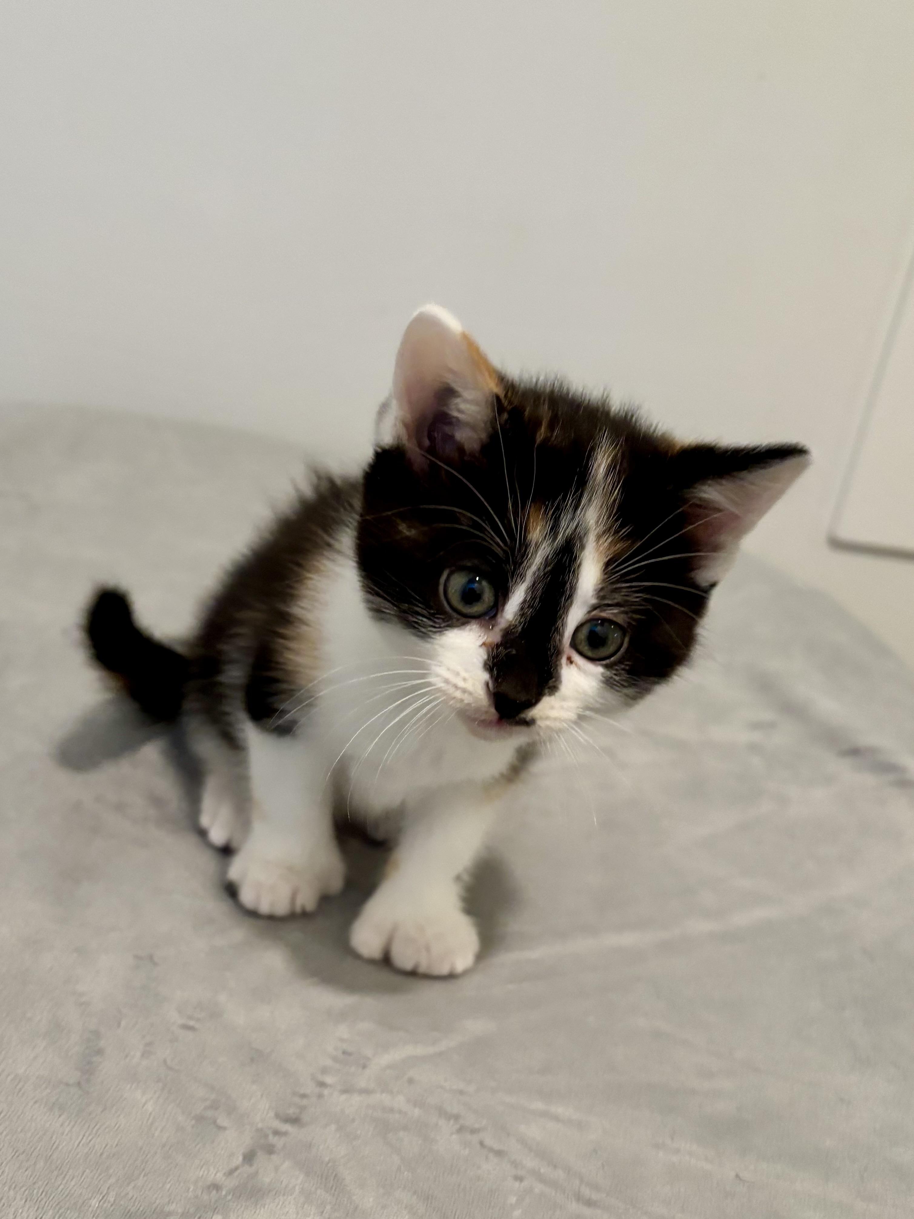 Jan, a ADOPTABLE Domestic Short Hair in Ottawa, ON image 6/6