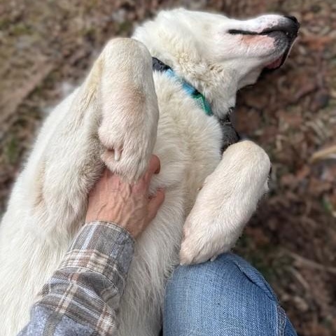 Enlarge Bryce, an adoptable Great Pyrenees in Atlanta, GA image 4/4