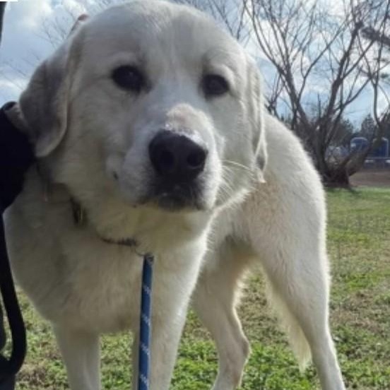 Enlarge Bryce, an adoptable Great Pyrenees in Atlanta, GA image 3/4