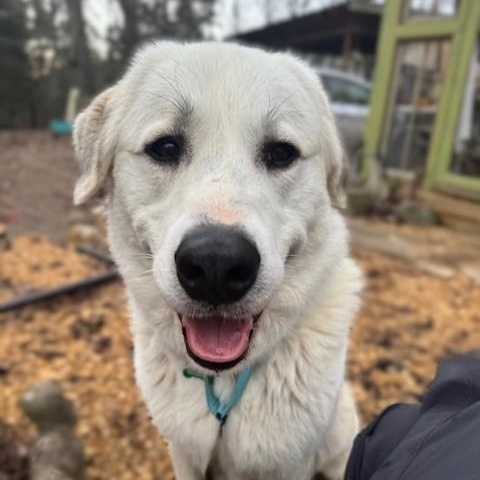 Enlarge Bryce, an adoptable Great Pyrenees in Atlanta, GA image 2/4