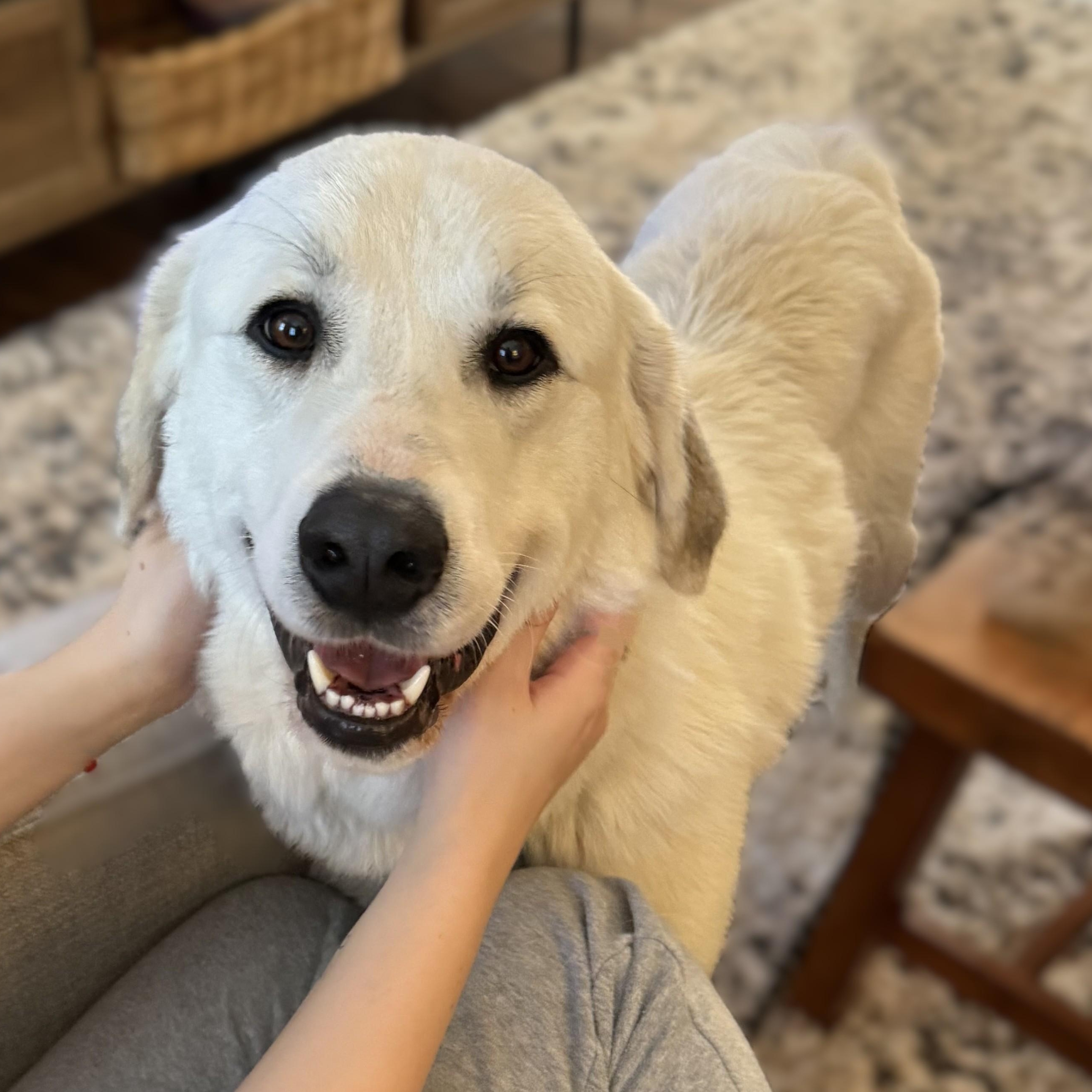 Bryce, adoptable, Young Male Great Pyrenees.