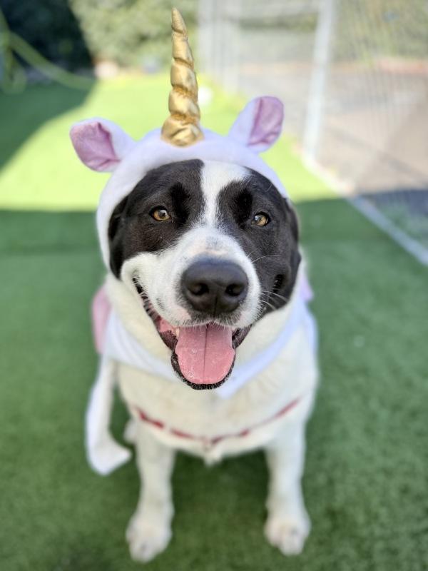 Benny, Adoptable, Adult Male Siberian Husky & Australian Cattle Dog / Blue Heeler.