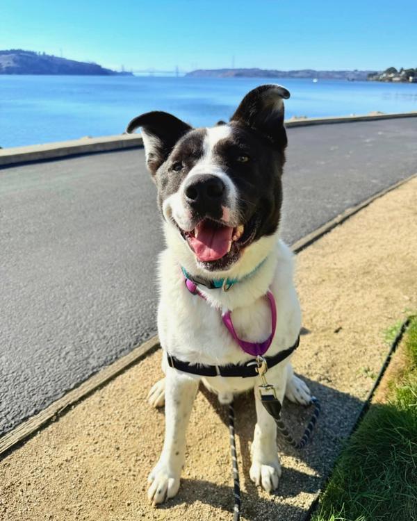 Enlarge Benny, a Adoptable mixed breed in Vallejo, CA image 2/6