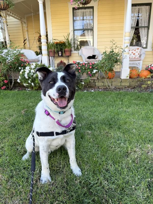 Enlarge Benny, a Adoptable mixed breed in Vallejo, CA image 3/6