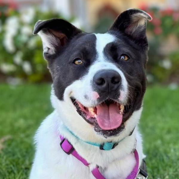 Enlarge Benny, a Adoptable mixed breed in Vallejo, CA image 4/6