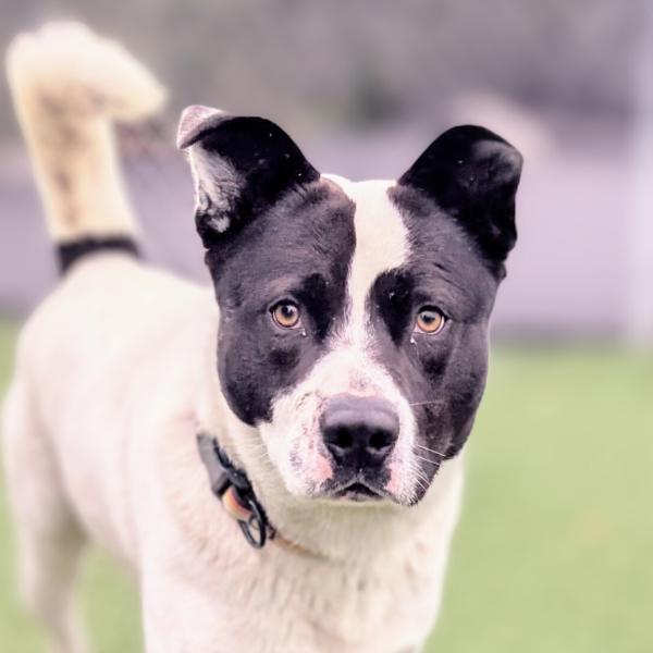 Enlarge Benny, a Adoptable mixed breed in Vallejo, CA image 5/6