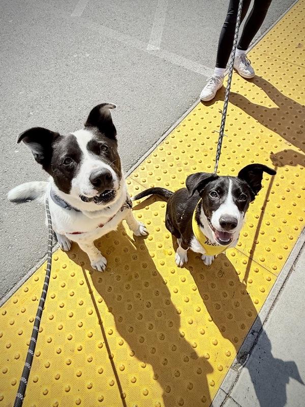Enlarge Benny, a Adoptable mixed breed in Vallejo, CA image 6/6