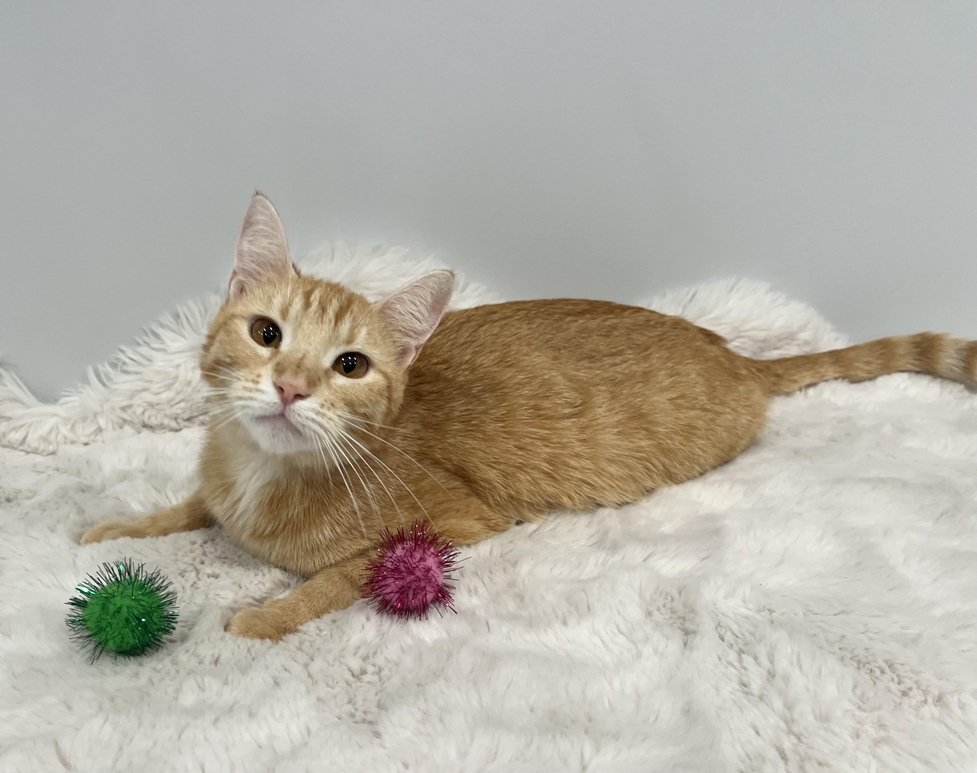 Enlarge Clementine, a ADOPTABLE Domestic Short Hair in Chicago, IL image 2/5