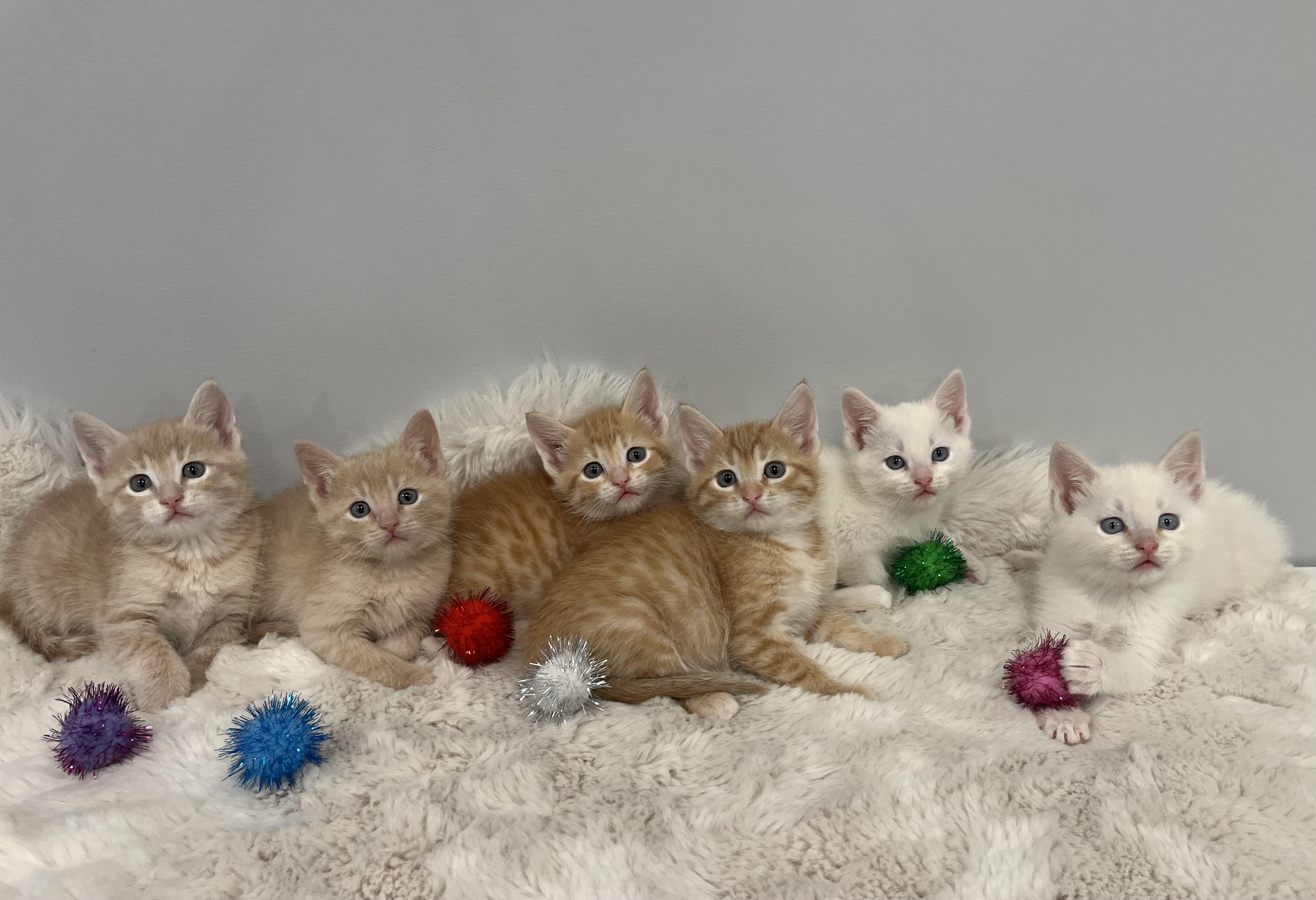 Enlarge Clementine, a ADOPTABLE Domestic Short Hair in Chicago, IL image 5/5