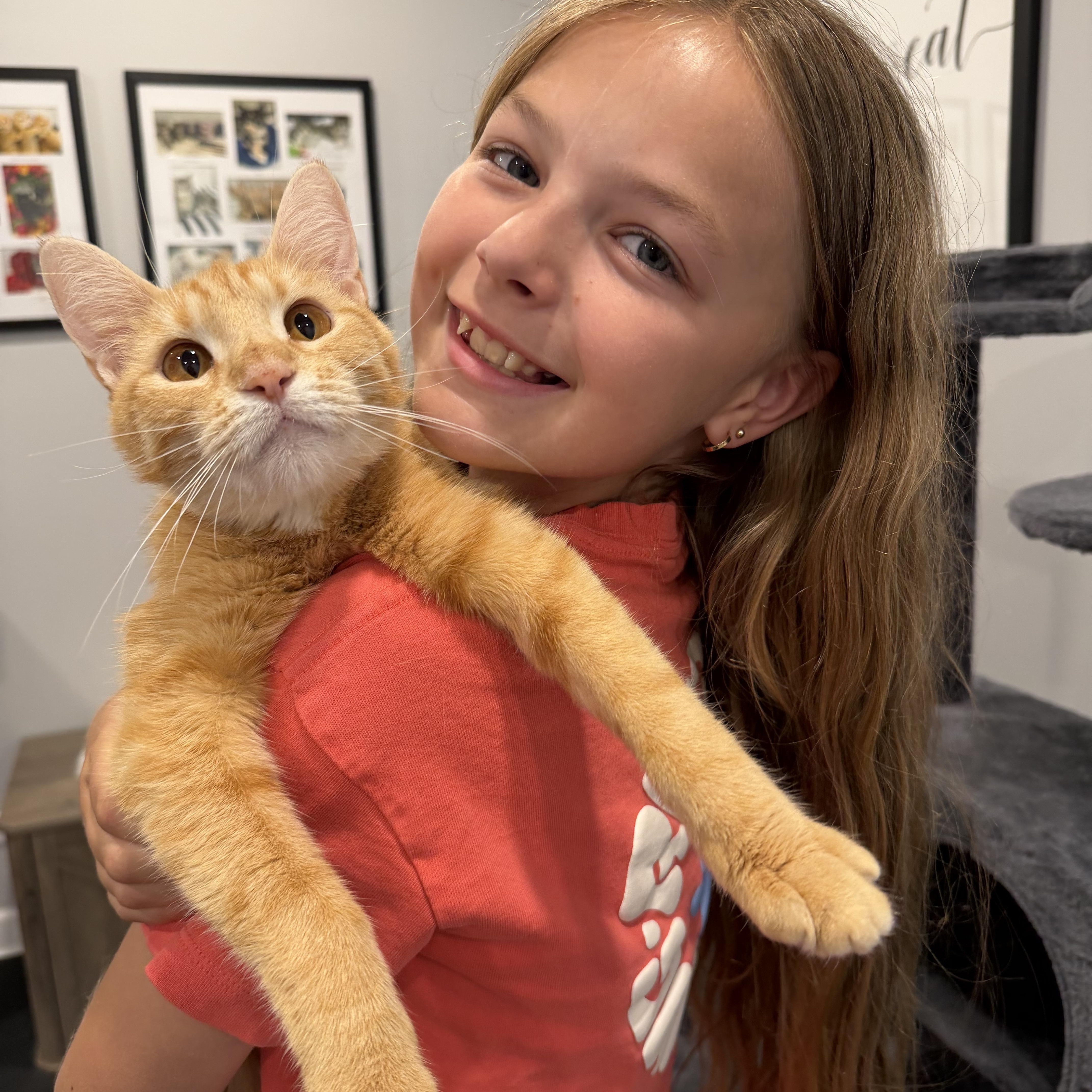 Clementine, ADOPTABLE, Young Female Domestic Short Hair.
