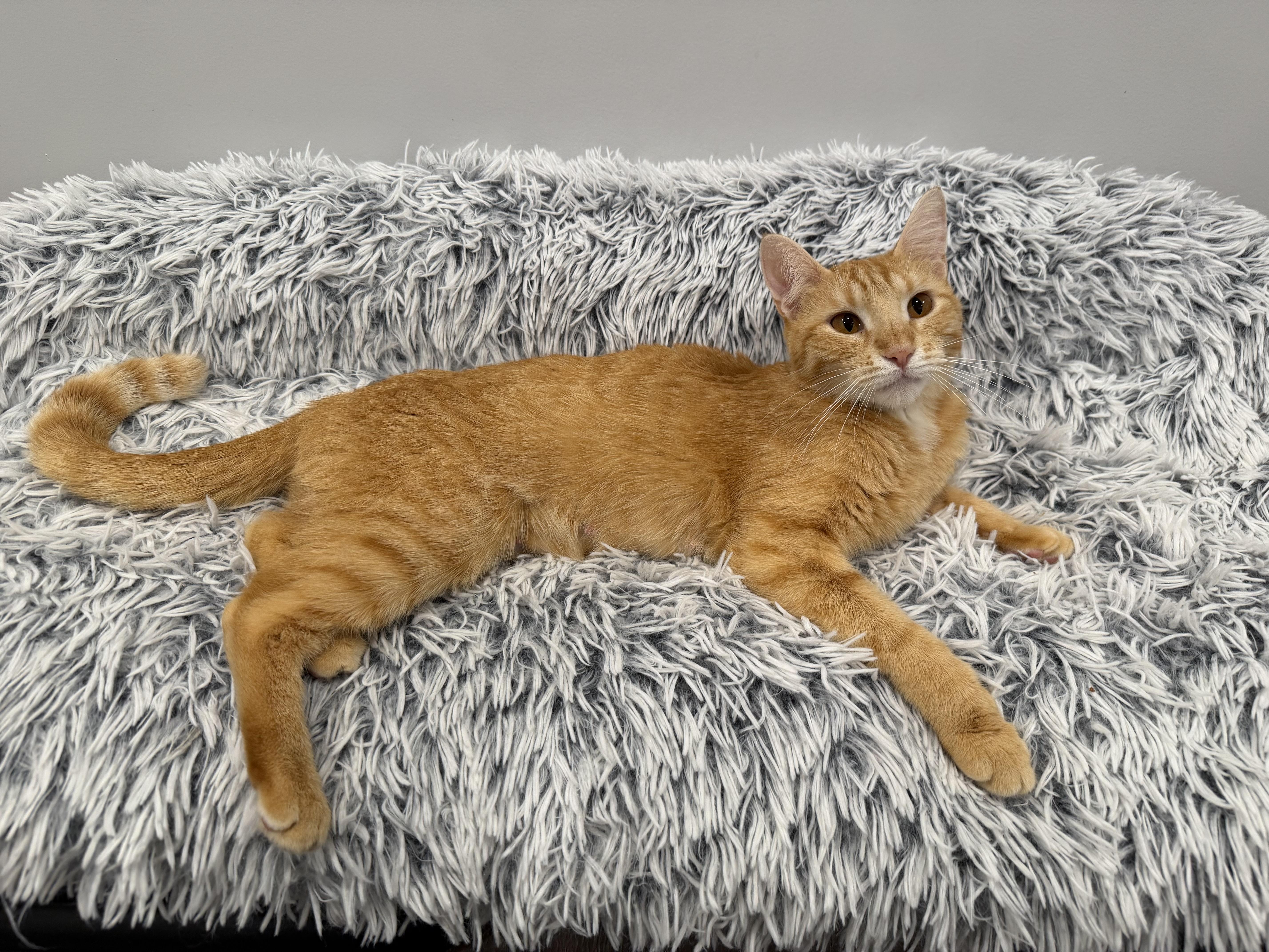 Enlarge Clementine, a ADOPTABLE Domestic Short Hair in Chicago, IL image 3/5