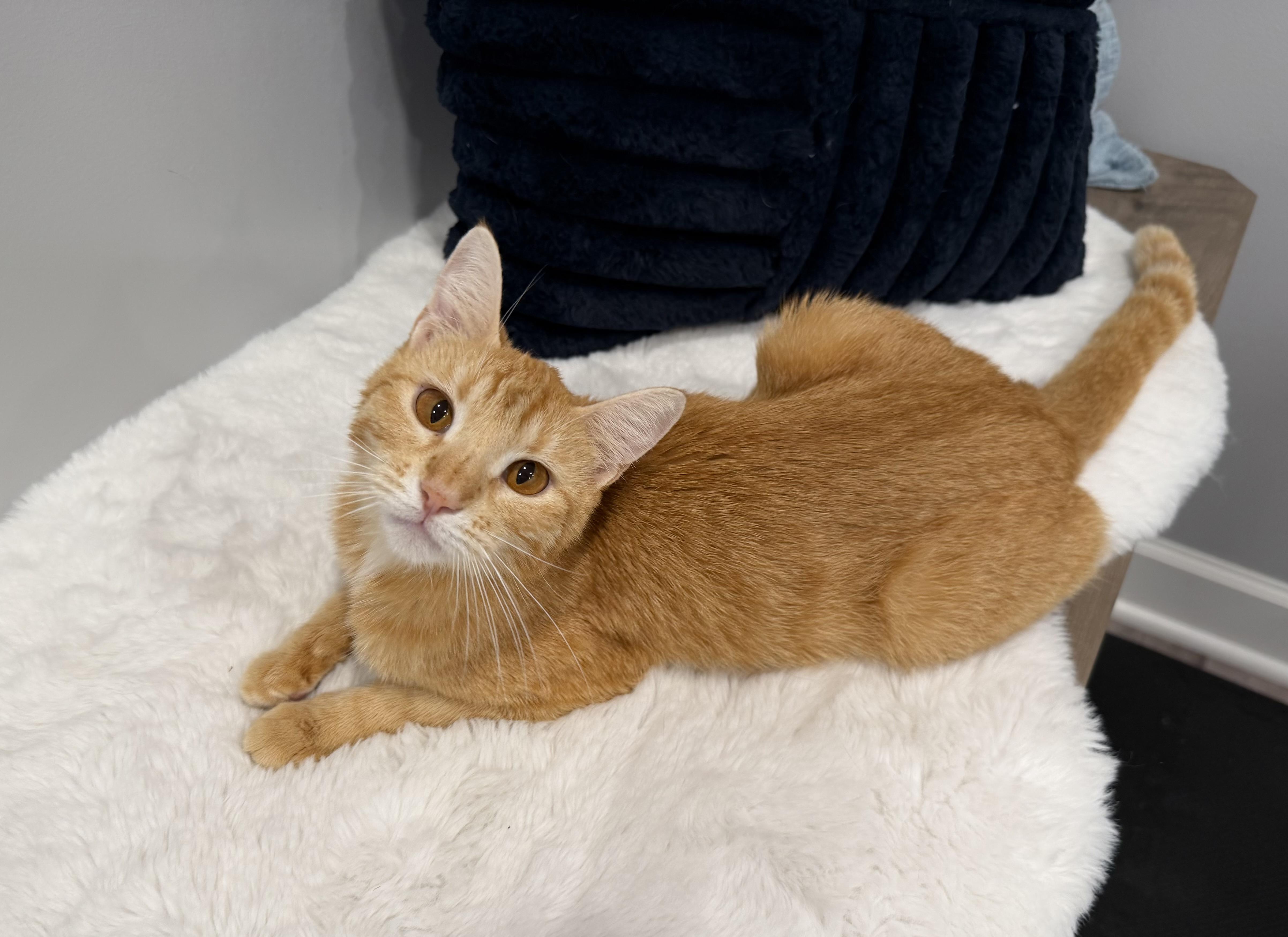 Clementine, ADOPTABLE, Young Female Domestic Short Hair.