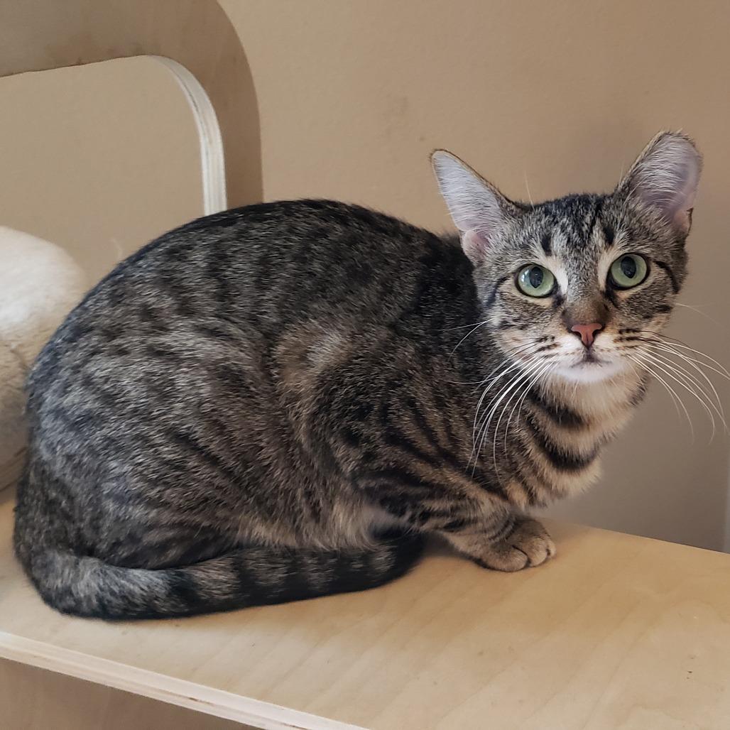 Enlarge Krispen, a Adoptable Domestic Short Hair in Bulverde, TX image 1/6