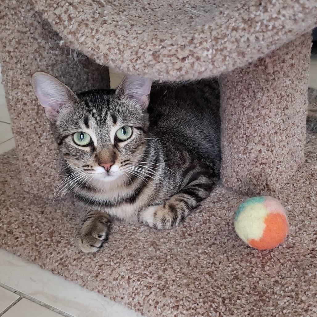 Enlarge Krispen, a Adoptable Domestic Short Hair in Bulverde, TX image 2/6