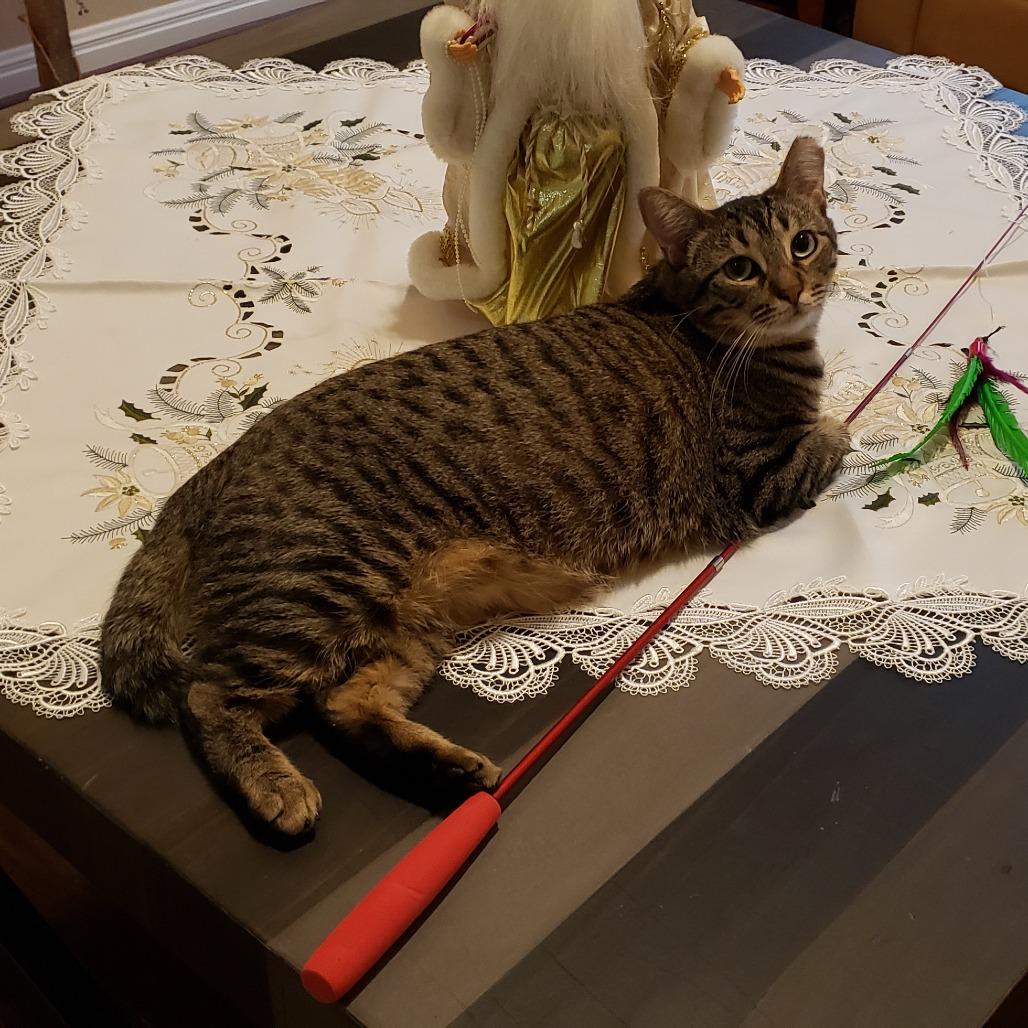 Enlarge Krispen, a Adoptable Domestic Short Hair in Bulverde, TX image 3/6