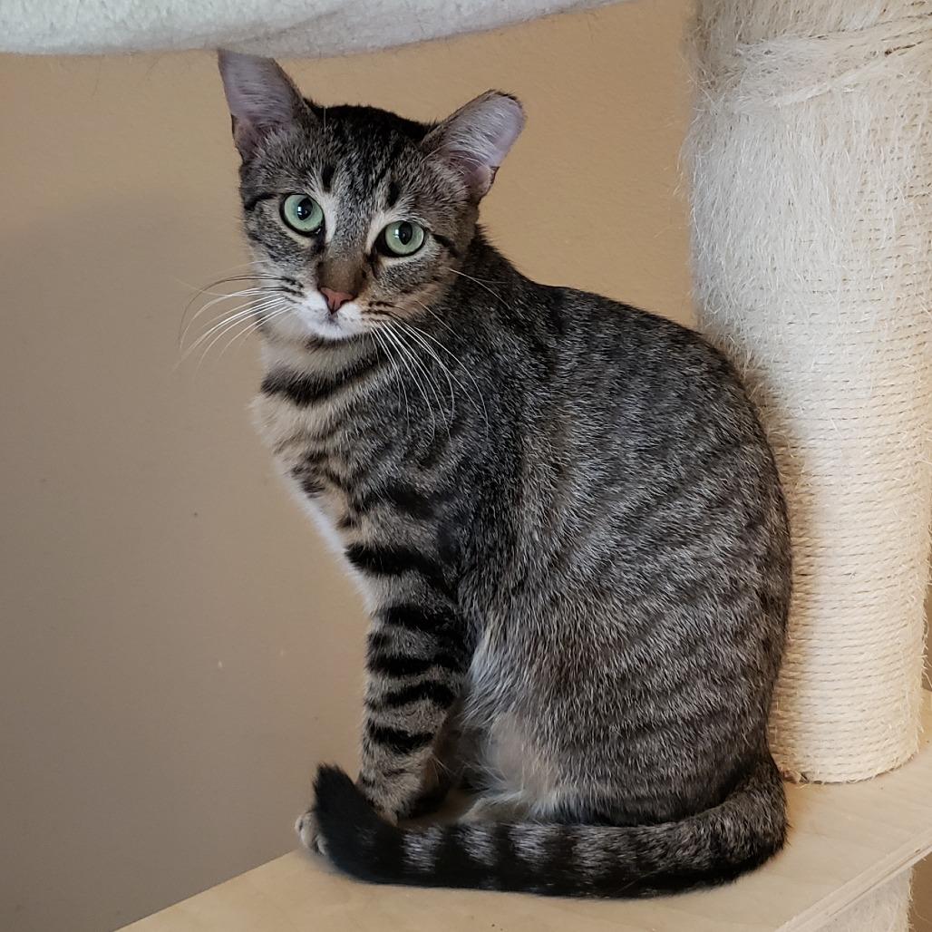 Enlarge Krispen, a Adoptable Domestic Short Hair in Bulverde, TX image 4/6