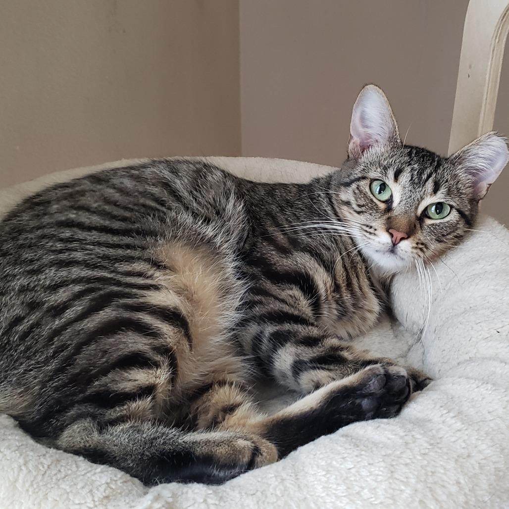 Enlarge Krispen, a Adoptable Domestic Short Hair in Bulverde, TX image 5/6