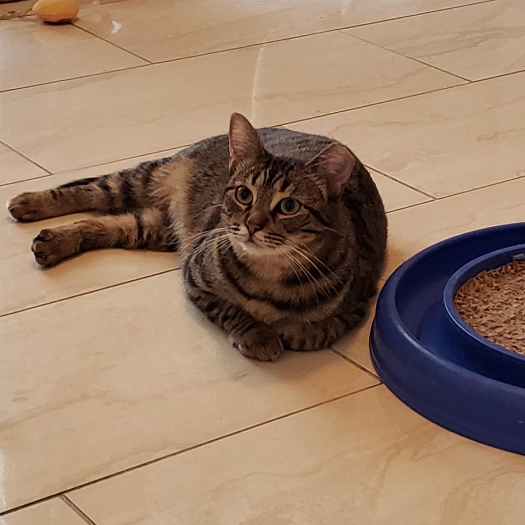 Enlarge Krispen, a Adoptable Domestic Short Hair in Bulverde, TX image 6/6