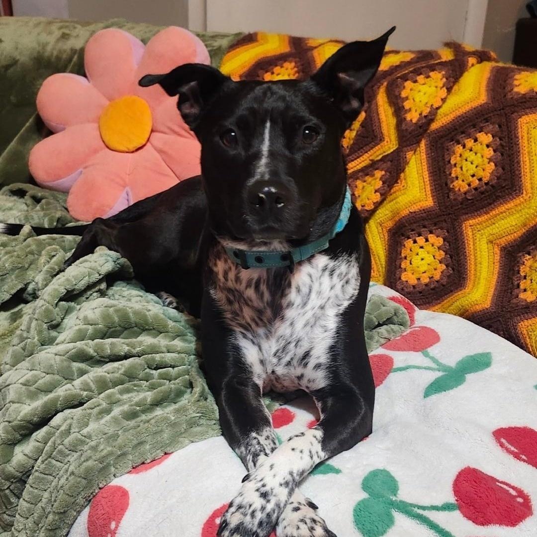 Aurio — thumbnail 2